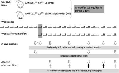 Role of Cardiac AMP-Activated Protein Kinase in a Non-pathological Setting: Evidence From Cardiomyocyte-Specific, Inducible AMP-Activated Protein Kinase α1α2-Knockout Mice